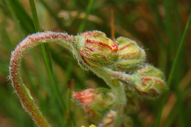 Helianthemum cfr. nummularium